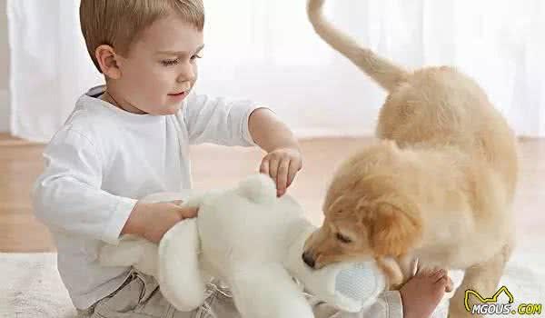 爪叫兽:把握这些急救知识关键时候能救狗狗一命