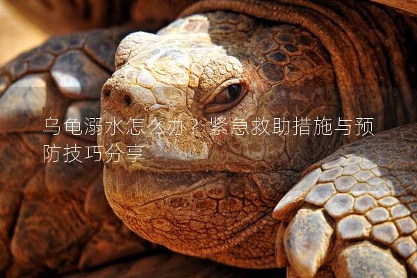 乌龟溺水怎么办?紧急救助措施与预防技巧分享