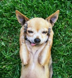 宠物狗减脂罐头怎么吃的