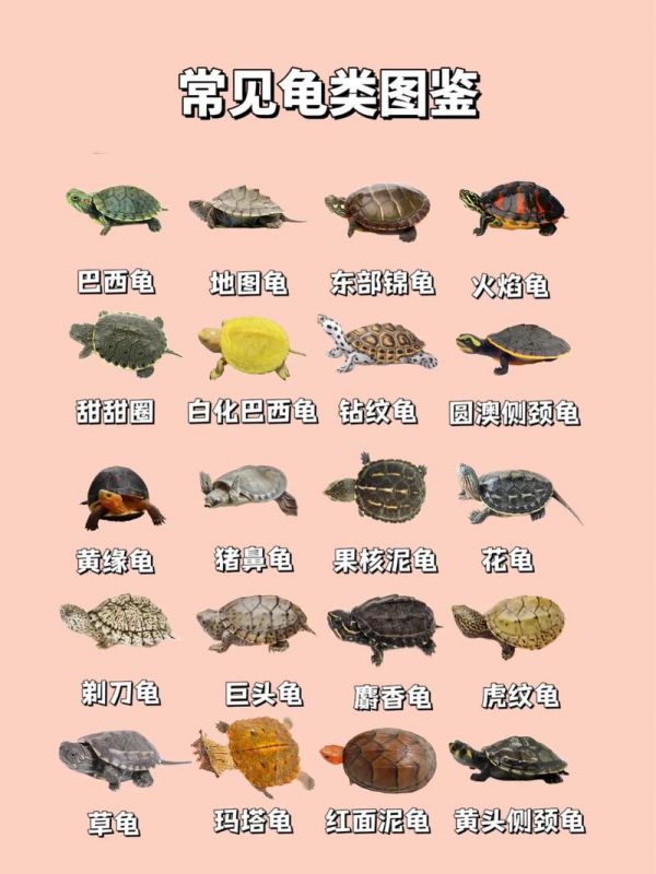 乌龟如何分类(乌龟分类图解)