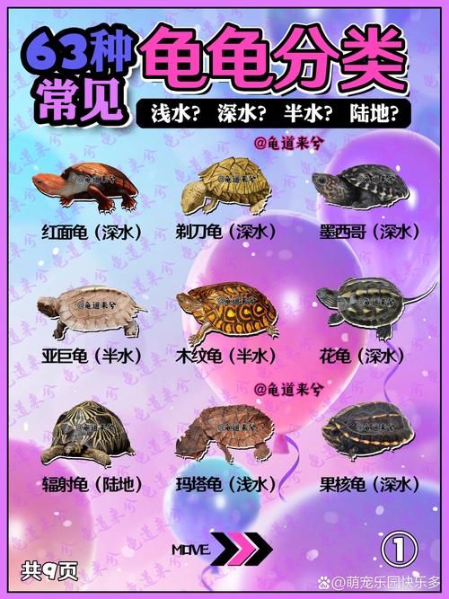 乌龟如何分类(乌龟分类图解)