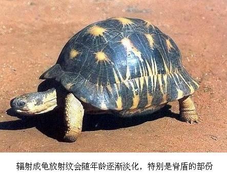 辐射陆龟长到成年需要多长时间？