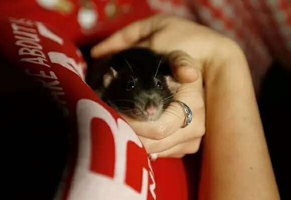  咖啡馆试运营，媒体记者对宠物鼠爱不释手 （图片来源：East Bay Times）