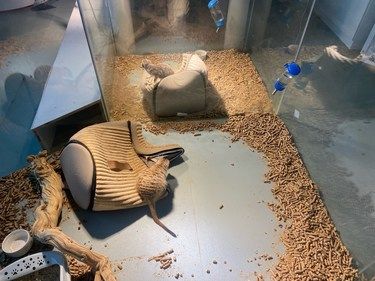 木板上的悠闲蜥蜴