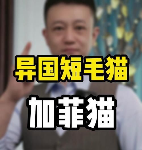 加菲猫最喜欢吃什么？（探究宠物的饮食需求，提供健康饮食建议。）