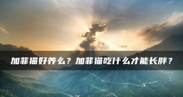加菲猫最喜欢吃什么？（探究宠物的饮食需求，提供健康饮食建议。）