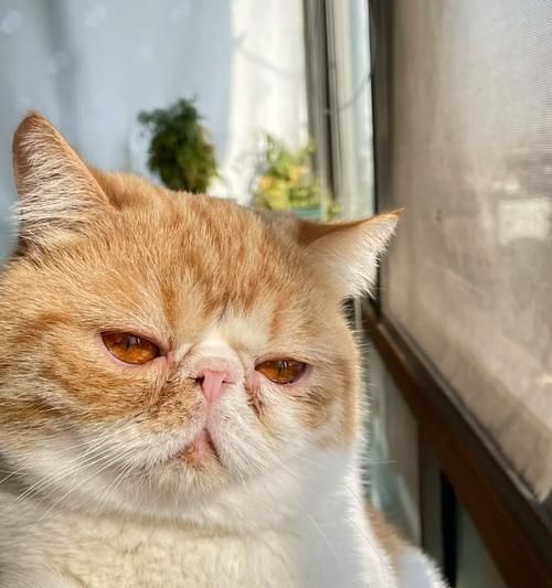 加菲猫最喜欢吃什么？（探究宠物的饮食需求，提供健康饮食建议。）