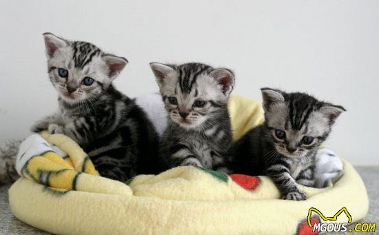 幼猫的饮食注意事项