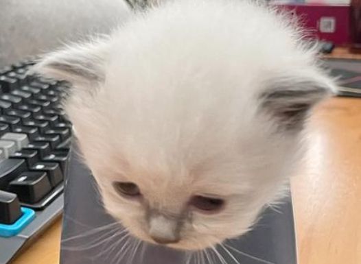 多种迷你宠物比如茶杯猫,饲养难度与价格各异