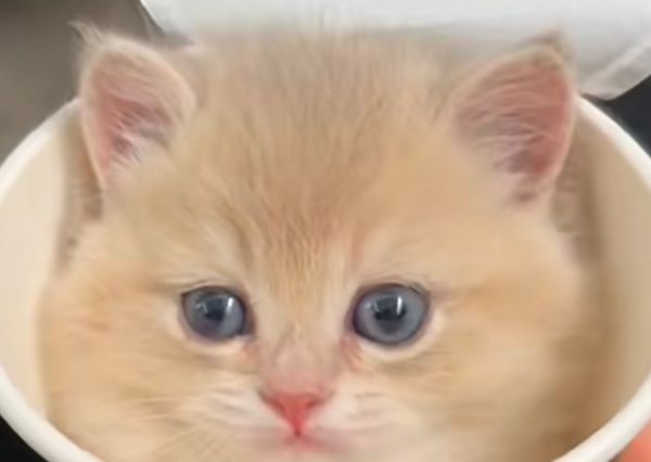 多种迷你宠物比如茶杯猫,饲养难度与价格各异