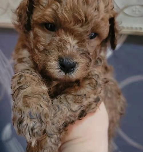 泰迪美容装扮，点亮贵宾犬新时代（以宠物为主，打造个性独特的泰迪造型）