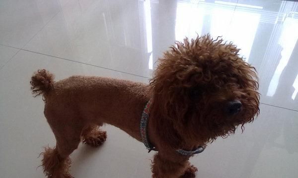 泰迪美容装扮，点亮贵宾犬新时代（以宠物为主，打造个性独特的泰迪造型）