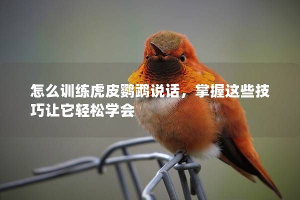 怎么训练虎皮鹦鹉说话，掌握这些技巧让它轻松学会