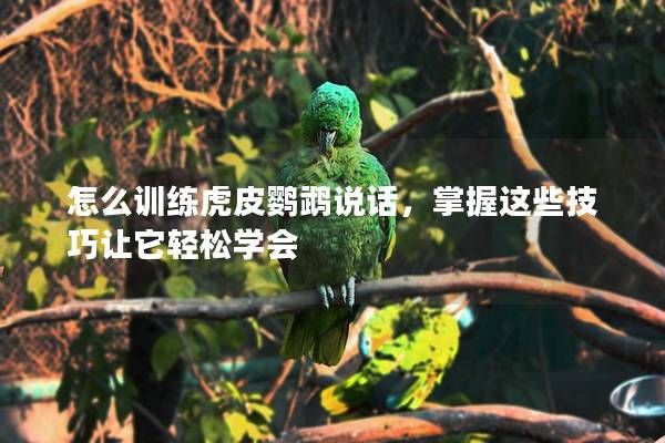 怎么训练虎皮鹦鹉说话，掌握这些技巧让它轻松学会