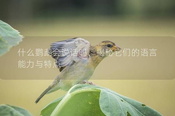 什么鹦鹉会说话吗，揭秘它们的语言能力与特点