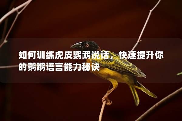 如何训练虎皮鹦鹉说话，快速提升你的鹦鹉语言能力秘诀