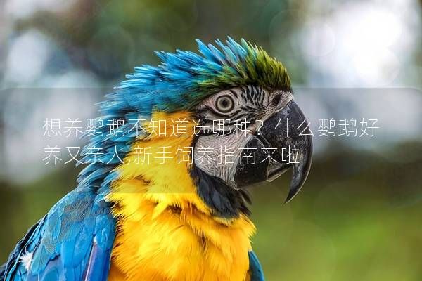 想养鹦鹉不知道选哪种？什么鹦鹉好养又亲人,新手饲养指南来啦