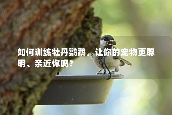 如何训练牡丹鹦鹉，让你的宠物更聪明、亲近你吗？