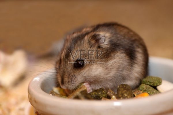 可爱的小仓鼠照片摄影图片