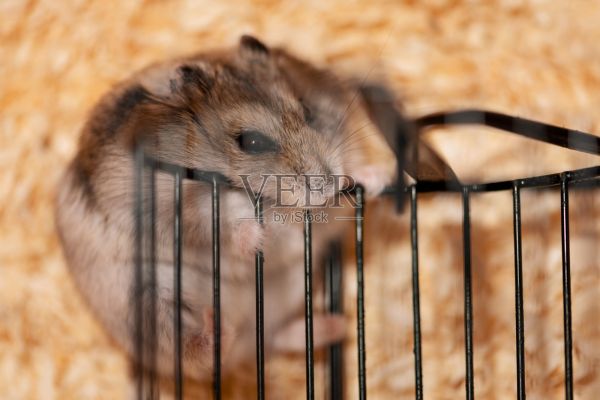 仓鼠躺在木屑上啃着金属跑轮，俯视图照片摄影图片