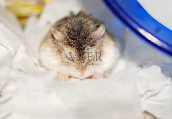 熟睡的小罗博洛夫斯基仓鼠女孩照片摄影图片