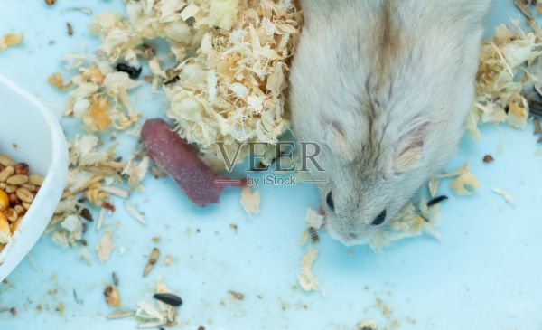 仓鼠妈妈和她刚出生的宝宝照片摄影图片