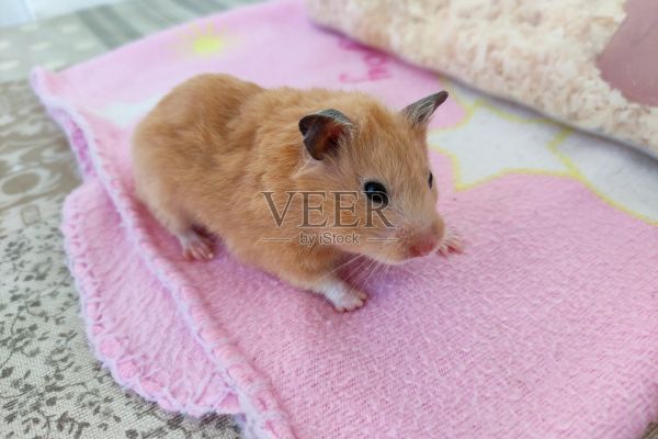 受惊的叙利亚仓鼠，醒来后照片摄影图片