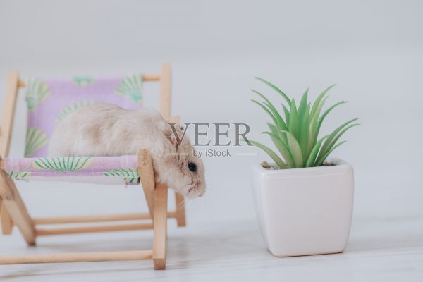 仓鼠在靠椅上放松，旁边有一盆植物照片摄影图片