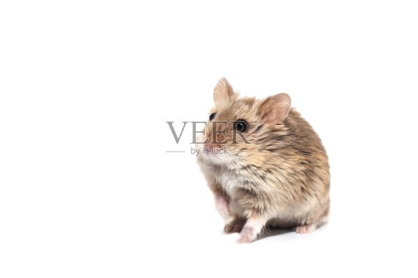 可爱的毛茸茸的小矮人坎贝尔仓鼠在一个工作室，白色的背景照片摄影图片