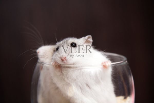 放在透明玻璃里的小djun保加利亚仓鼠照片摄影图片