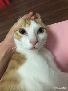 四个月小猫咬人，宠物安全防范指南