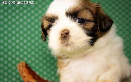 宠物防野猫攻略:守护萌宠安全无忧