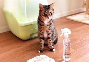 宠物防野猫攻略:守护萌宠安全无忧