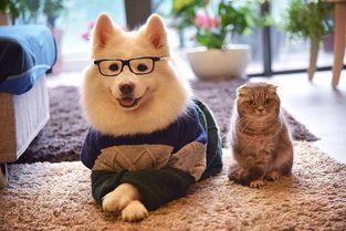 磴口县防疫中心：宠物屠宰企业演练培训，守护萌宠安全！