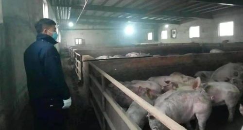 磴口县防疫中心：宠物屠宰企业演练培训，守护萌宠安全！