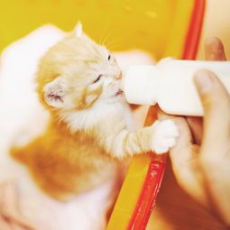 产后猫咪催奶食谱分享