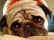 狗狗使者——八哥犬的起源你知道吗？