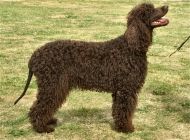 爱尔兰水猎犬的品种简介