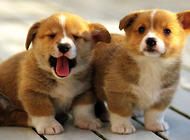 狗狗起源于狼吗？