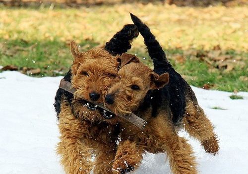 威尔士梗的品种简介