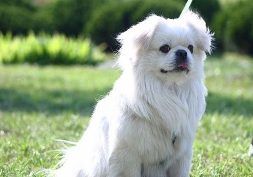 西藏猎犬的品种简介