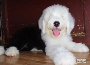 探索英国：品种丰富的宠物狗精选