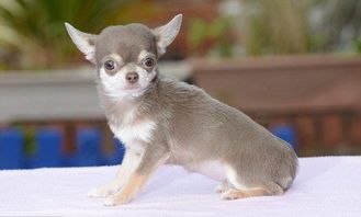 探索英国：品种丰富的宠物狗精选