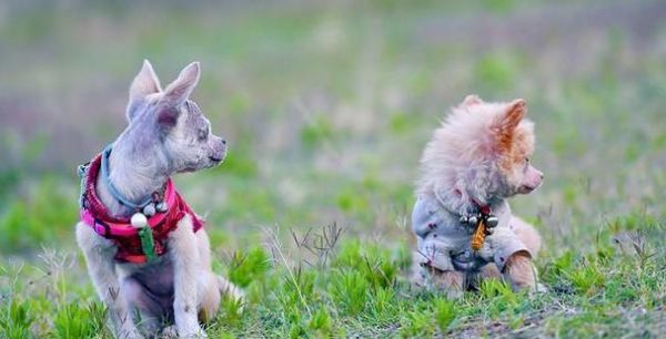 茶杯犬（从人工选育到饲养繁衍，茶杯犬的来历及争议）