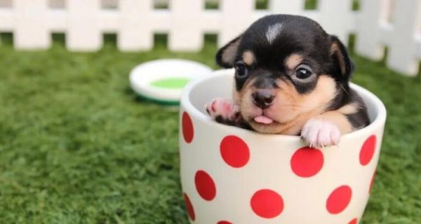 茶杯犬（从人工选育到饲养繁衍，茶杯犬的来历及争议）