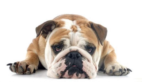 法斗？英斗？斗牛犬一共几种？有哪几种斗牛犬？