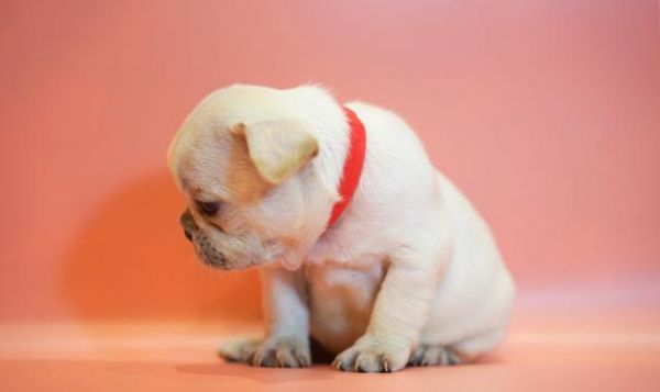 法斗？英斗？斗牛犬一共几种？有哪几种斗牛犬？