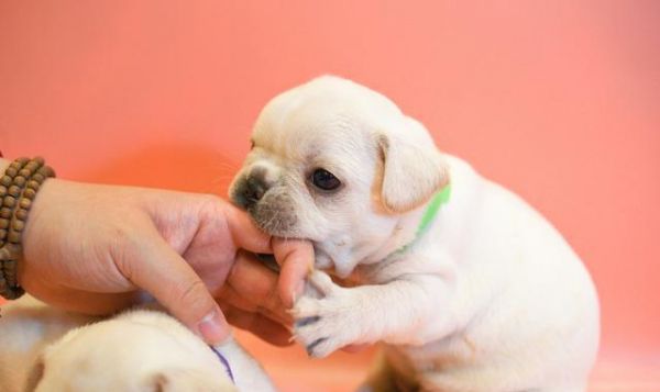 法斗？英斗？斗牛犬一共几种？有哪几种斗牛犬？