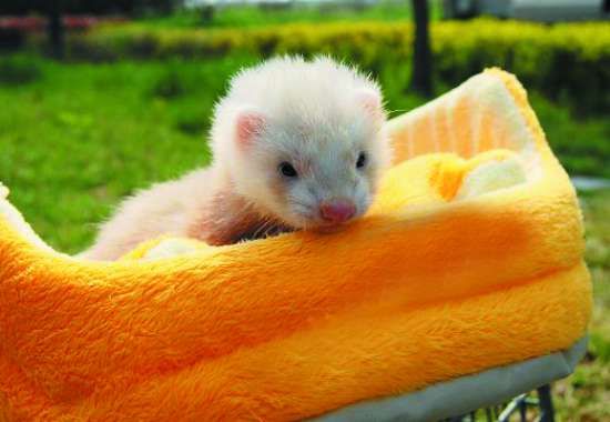 如何为宠物貂挑选饲料