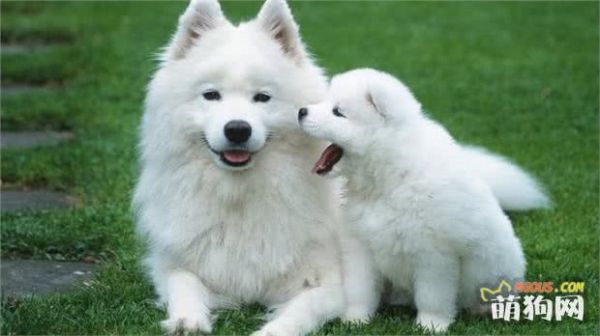 狗狗最适合的饲料，你知道是什么吗？